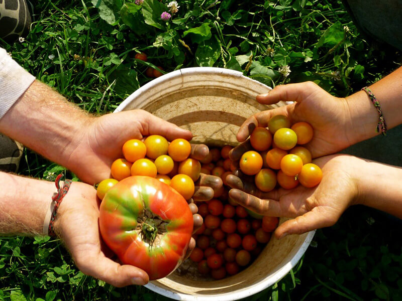 Tìm hiểu 4 nguyên tắc chính của nông nghiệp hữu cơ