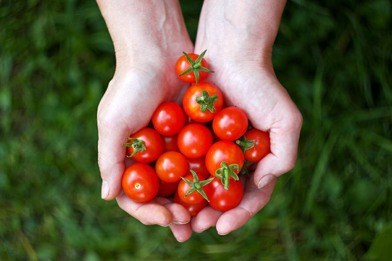 Khám phá 8 lợi ích của cà chua bi đối với sức khoẻ 