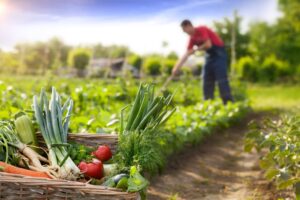 Bật mí quy trình trồng rau hữu cơ